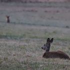 Reh noch nicht ganz wach - Fuchs schaut herüber  -  deer and fox