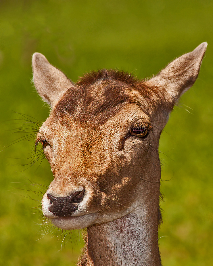 Reh - oder Damwild?