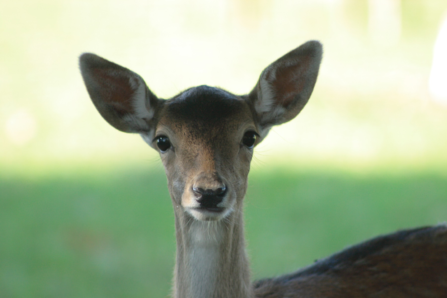 Reh - Portrait