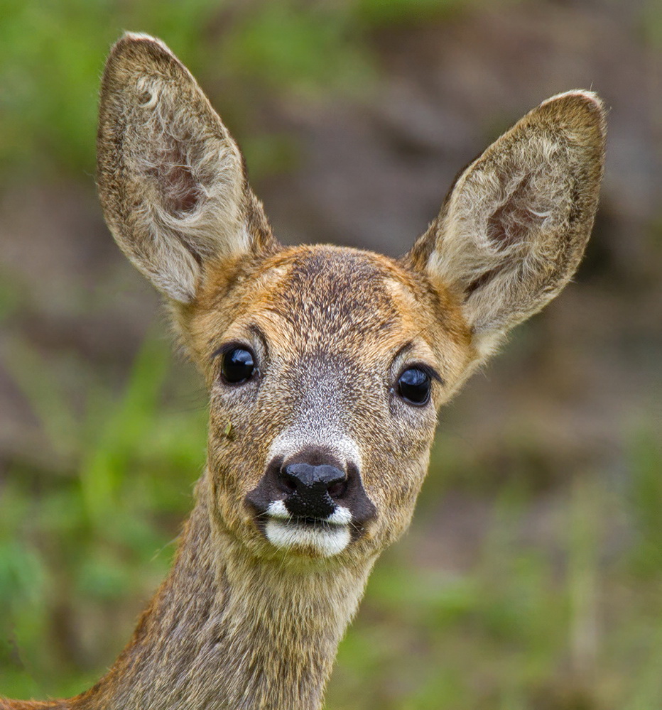 Reh Portrait Foto & Bild tiere, wildlife, säugetiere Bilder auf