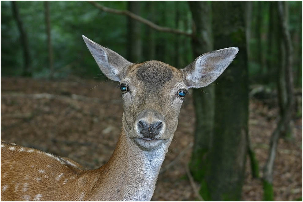 RehPortrait Foto & Bild tiere, zoo, wildpark & falknerei, säugetiere Bilder auf