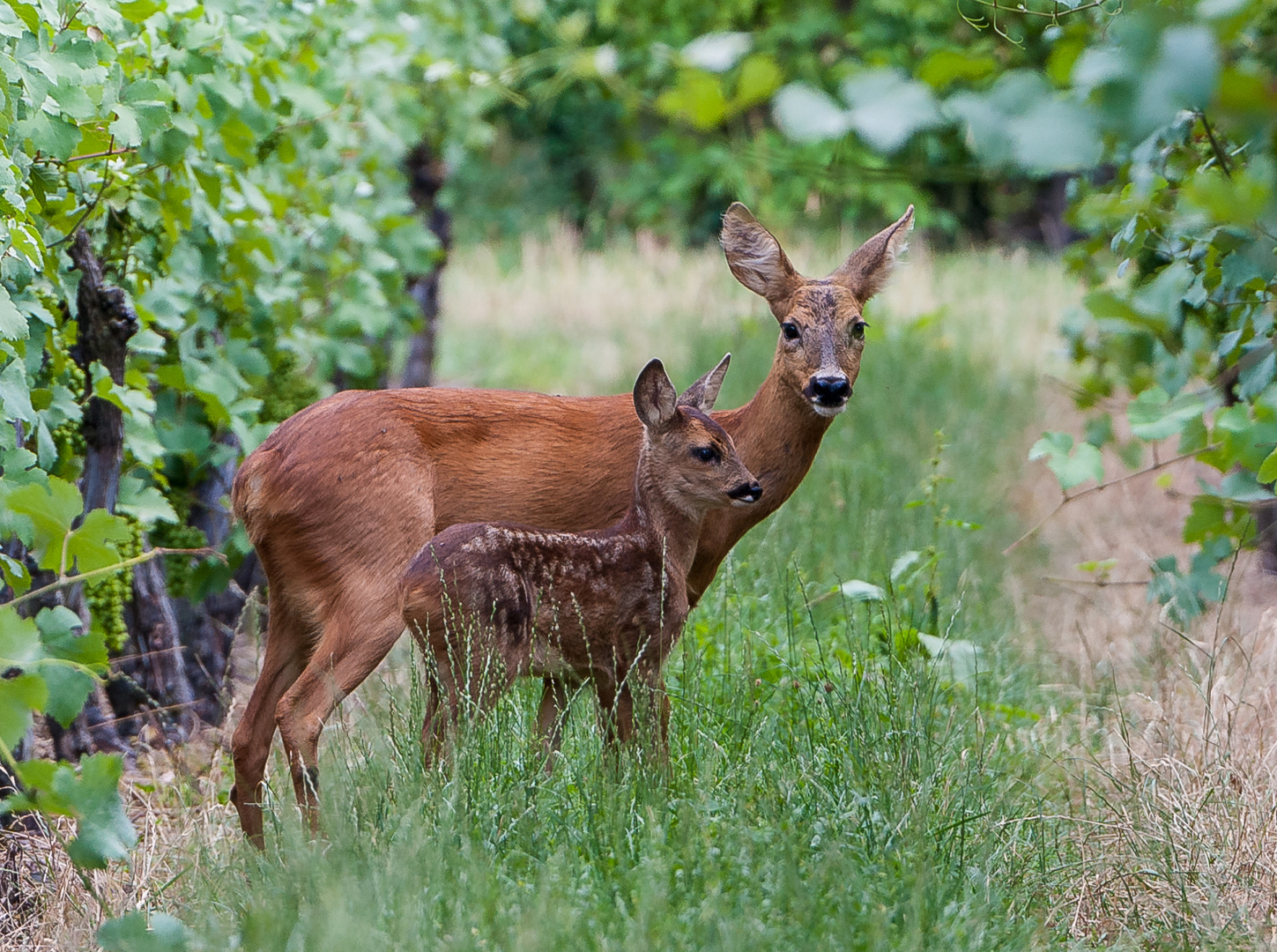 Reh Ricke Mit Rehkitz Foto Bild Tiere Wildlife Saugetiere Bilder Auf Fotocommunity