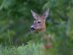 Reh /Roe deer