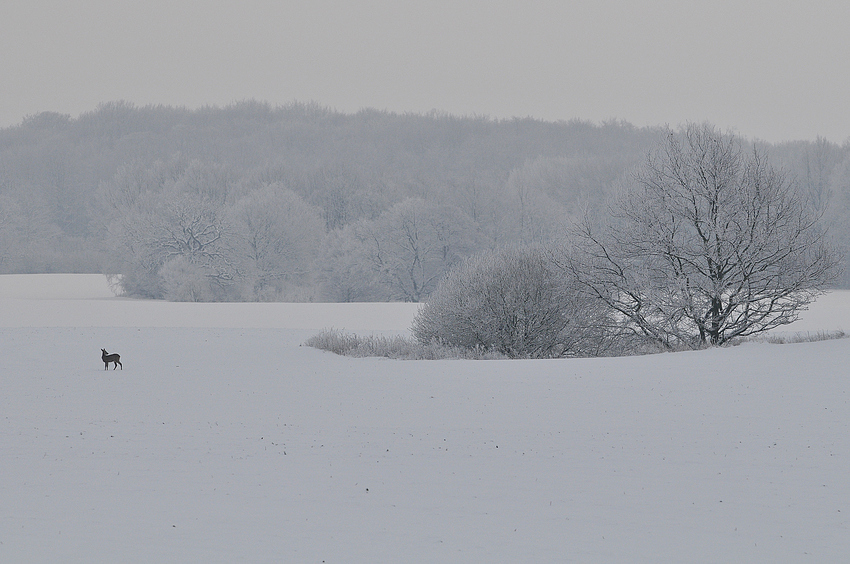 Reh – Ruhe im Mecklenburger Schnee