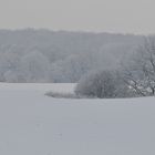 Reh – Ruhe im Mecklenburger Schnee