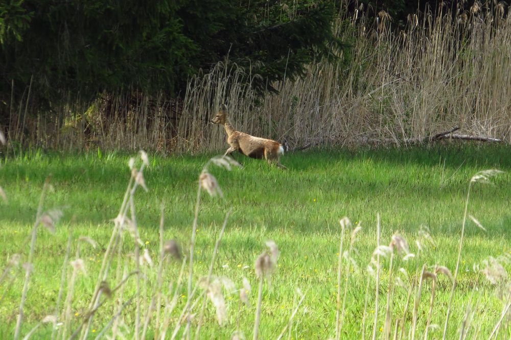 Reh springt über Flur Foto & Bild tiere, wildlife, säugetiere Bilder auf