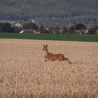 Reh über dem Weizenfeld