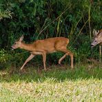 Reh und Bock