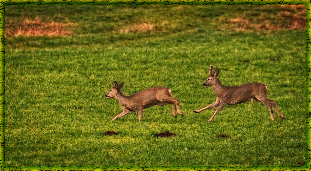 "REH und BOCK"