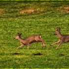 "REH und BOCK"