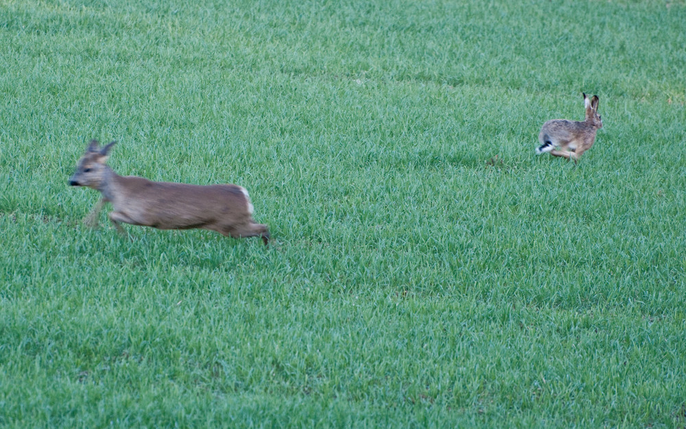 Reh und Hase auf der Flucht