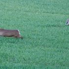 Reh und Hase auf der Flucht