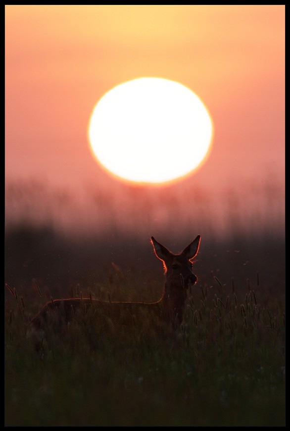 Reh und Sonne