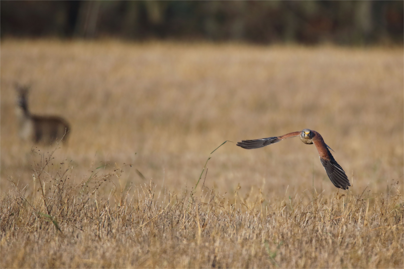 Reh und Turmfalke