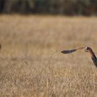 Reh und Turmfalke