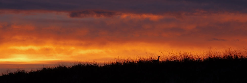 Reh vor Morgenrot