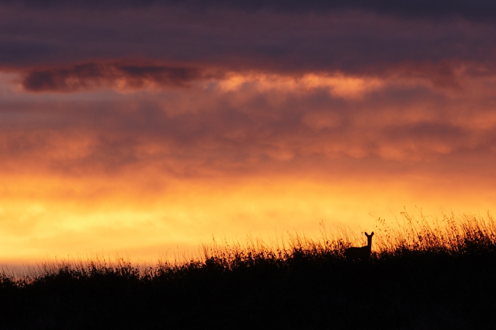 Reh vor Morgenrot