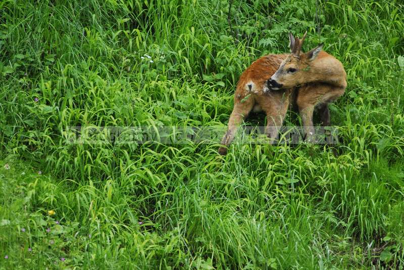 Reh - wild und hungrig