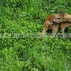 Reh - wild und hungrig