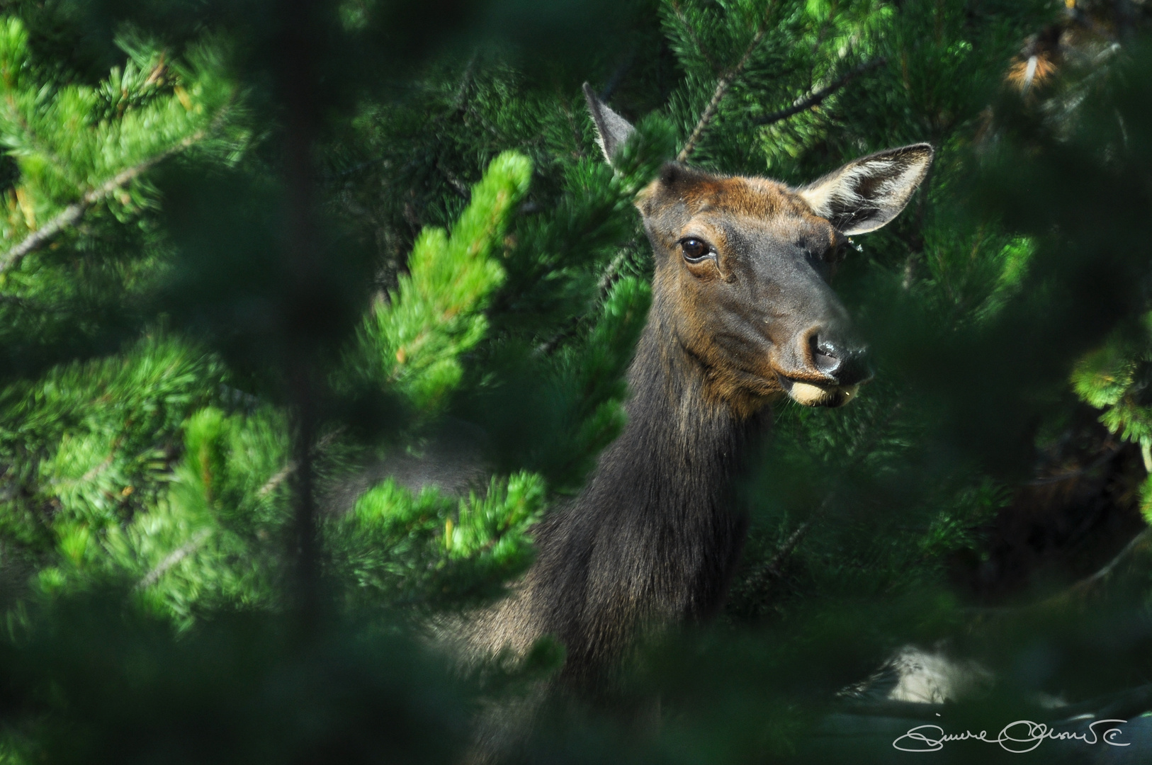 Reh, Yellowstone National Park