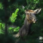 Reh, Yellowstone National Park