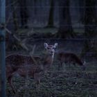 Reh, zu später Stunde überrascht