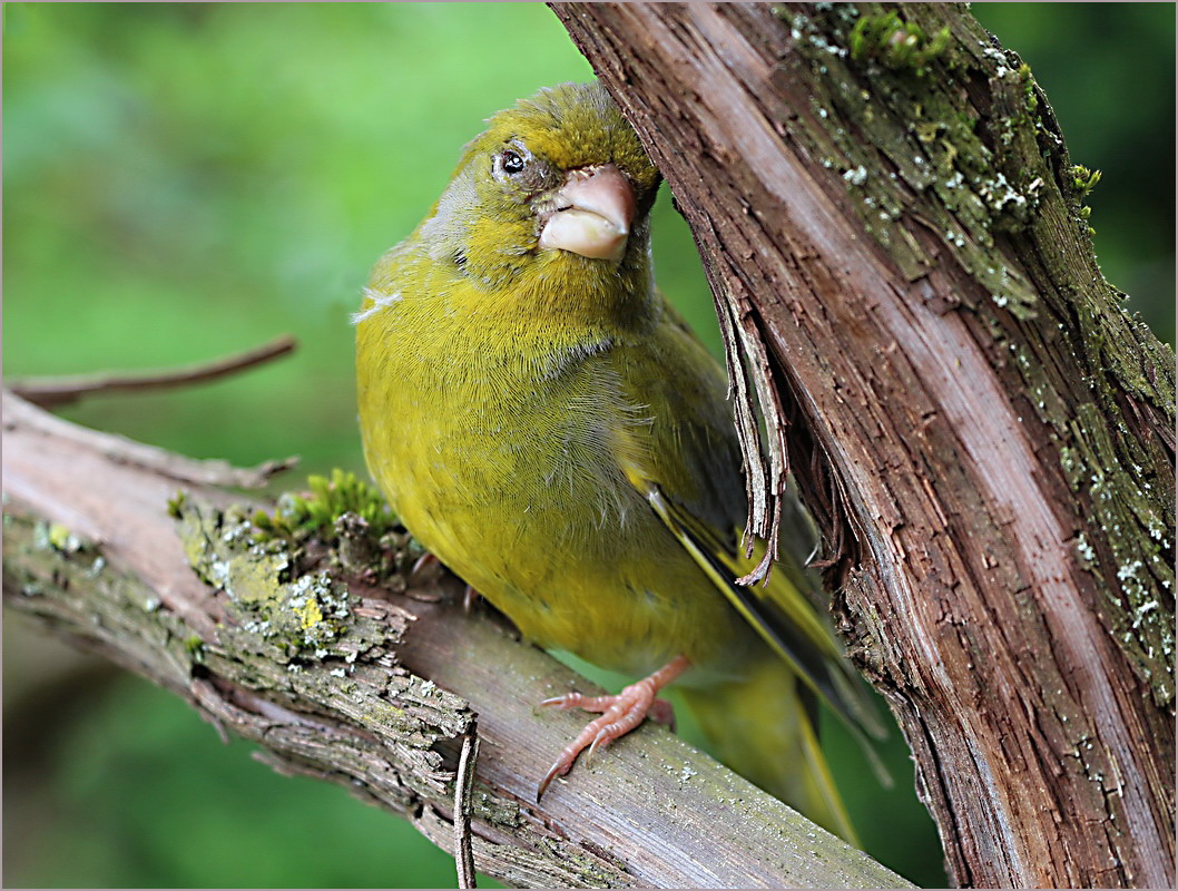 Rehabilitation eines Singvogels