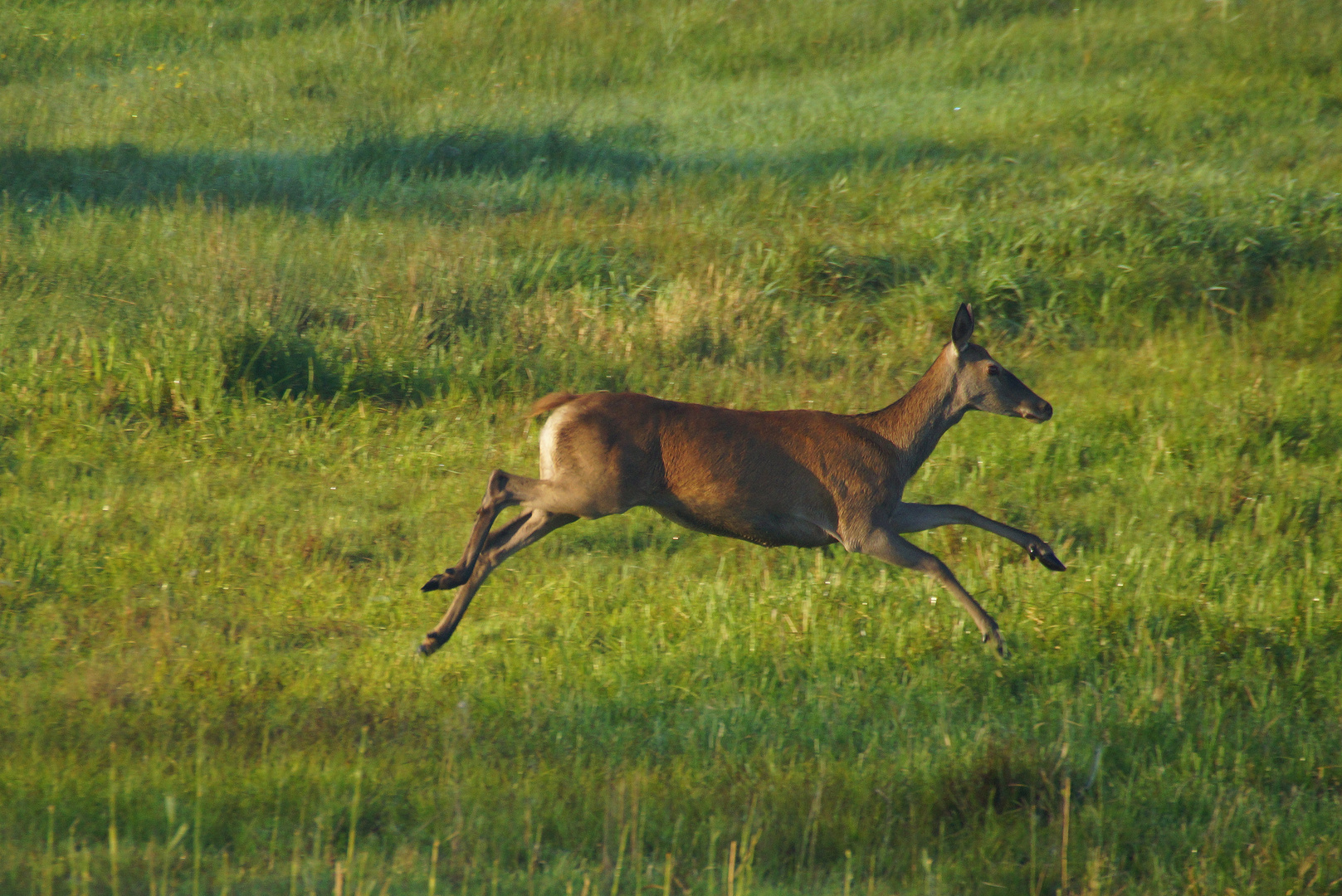 Rehähnliches scheues Großwild