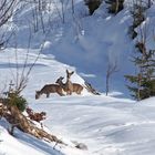 Rehbegegnung (Capreolus capreolus) im tiefen Schnee!