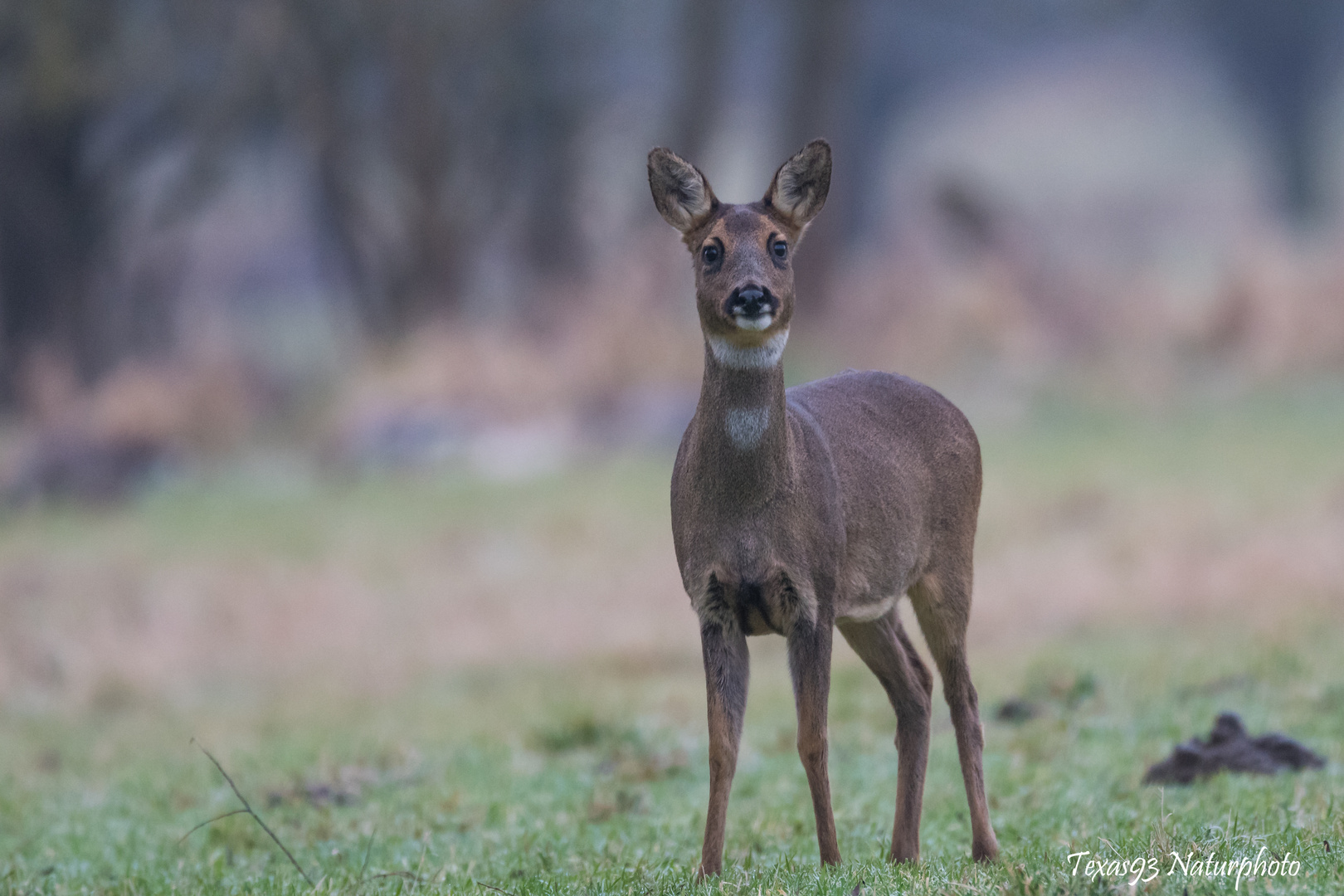 Rehbesuch am frühen Morgen