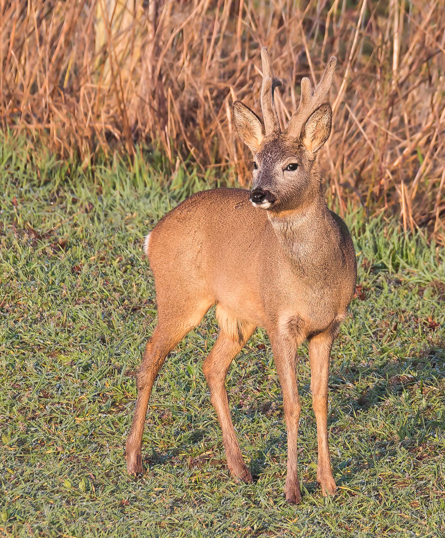 Rehbock