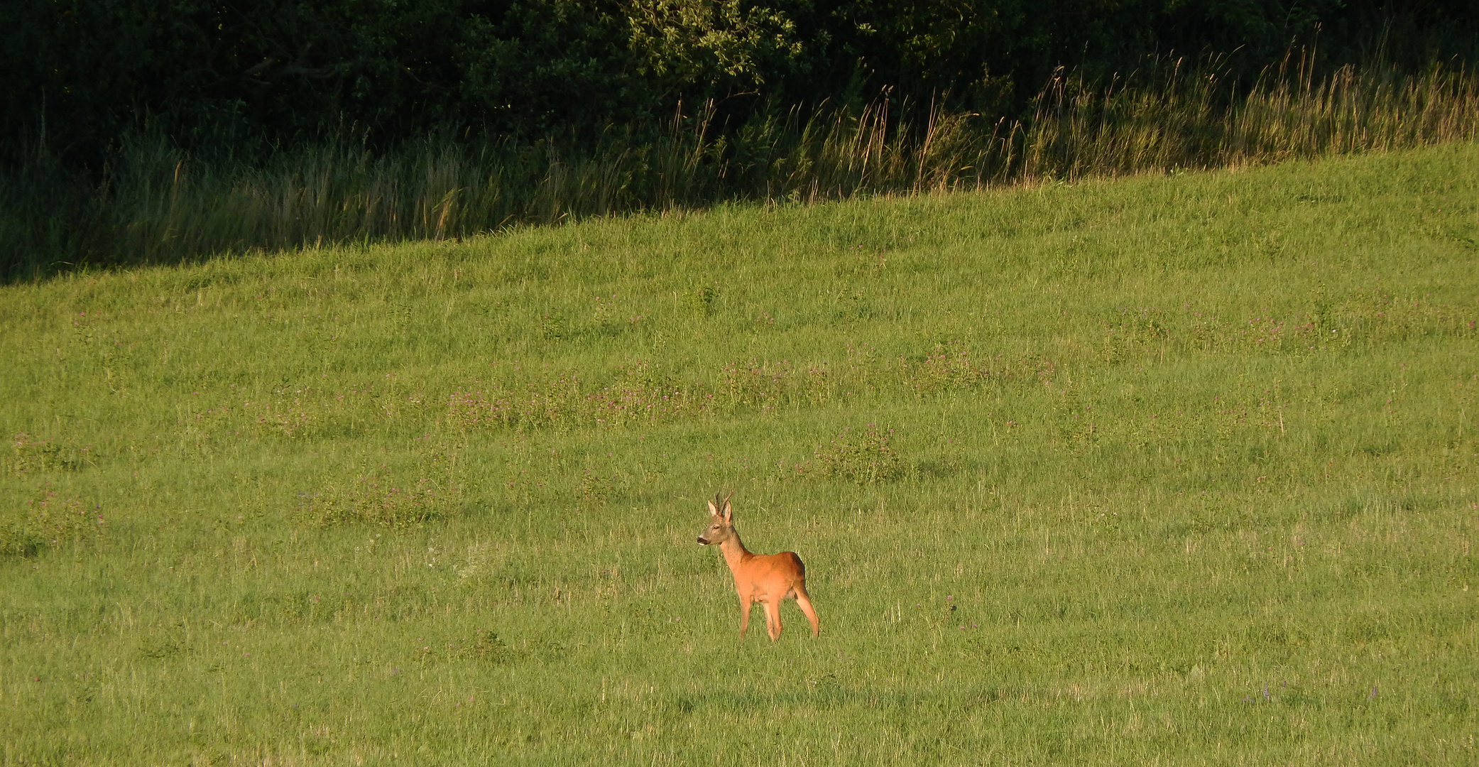 Rehbock