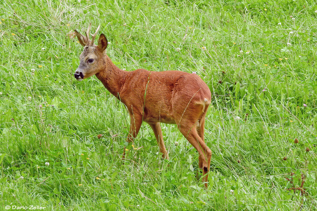 Rehbock