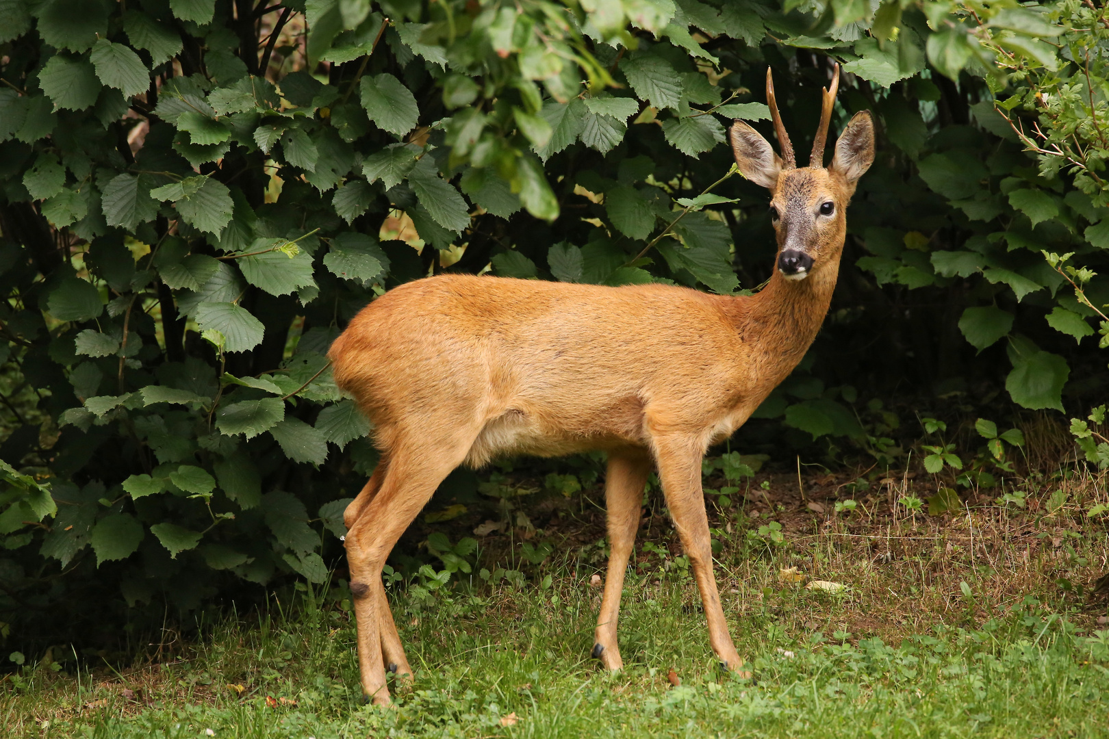 Rehbock (2016_07_28_EOS 6D_7480_ji)