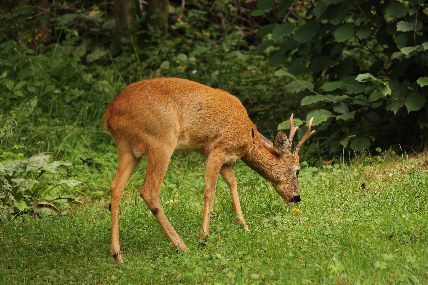 Rehbock 3 (2016_07_28_EOS 6D_7475_ji)