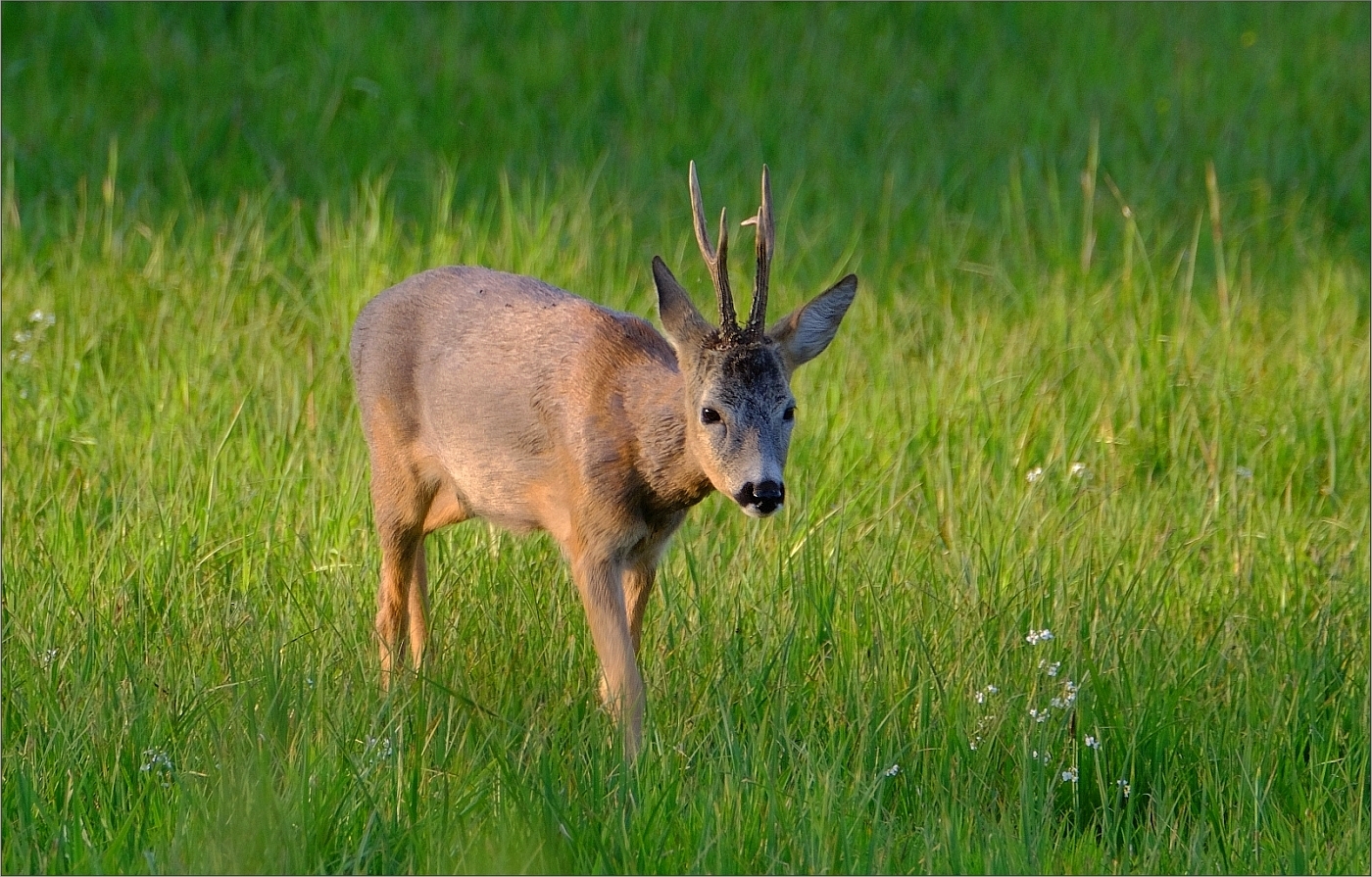 Rehbock