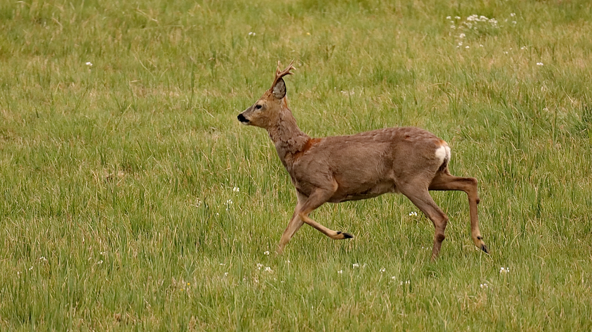 Rehbock