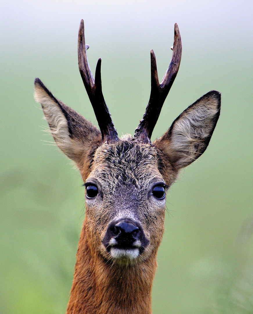 Rehbock Foto & Bild | natur, tiere, wildlife Bilder auf fotocommunity