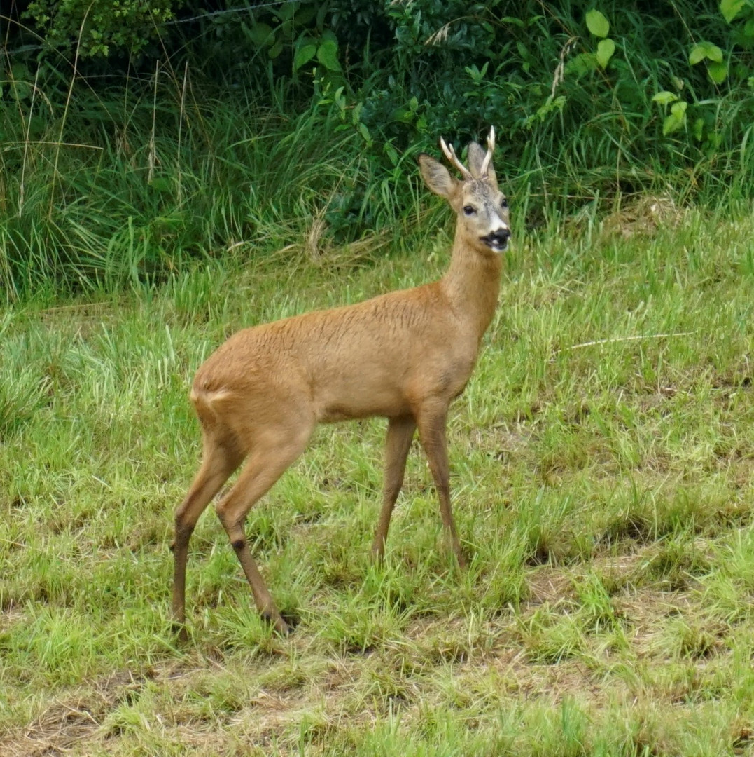 Rehbock 