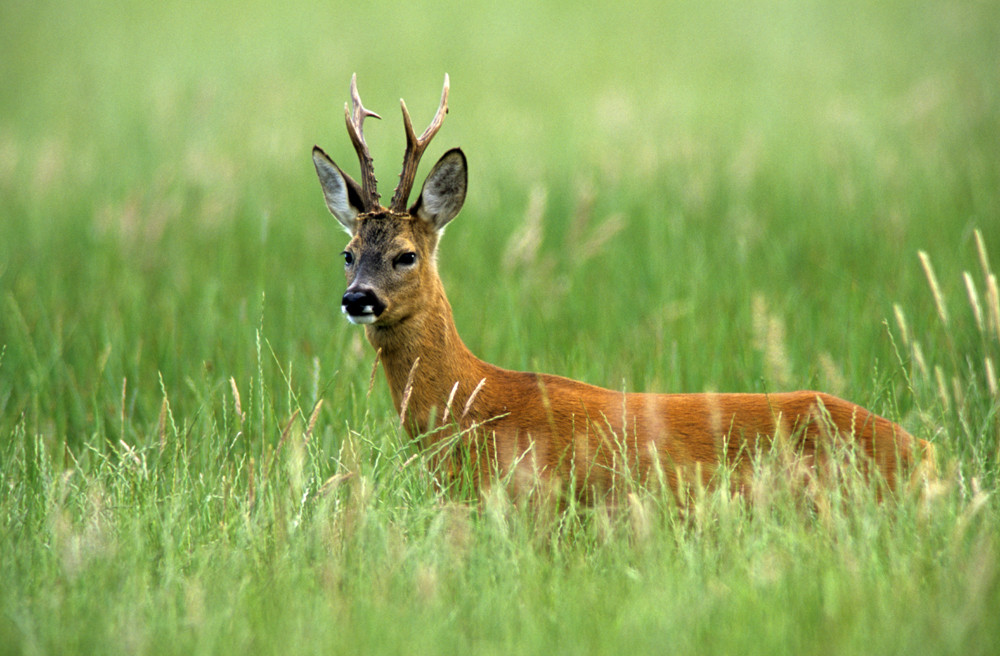 Rehbock Foto & Bild | tiere, wildlife, säugetiere Bilder auf fotocommunity