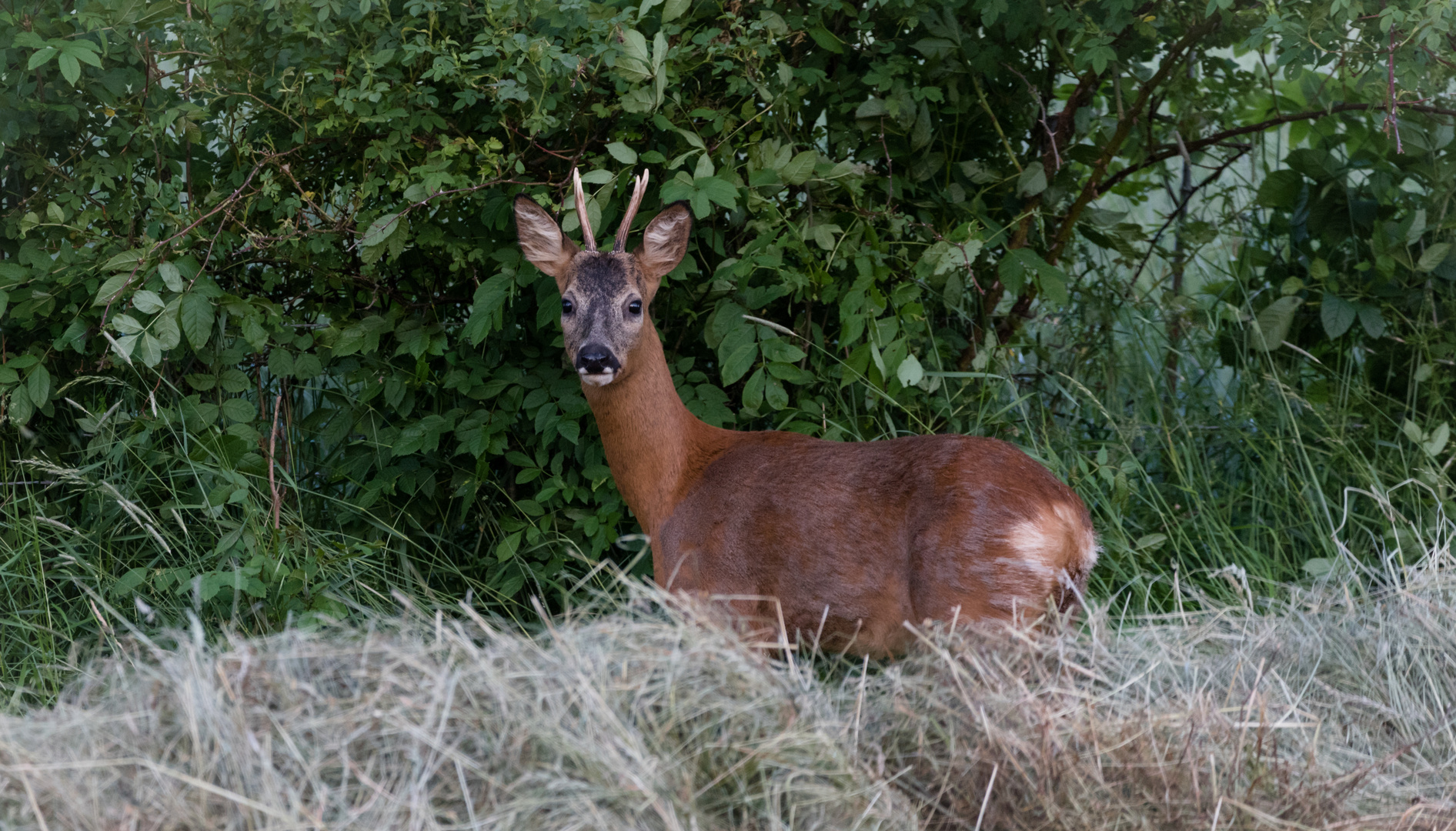 Rehbock