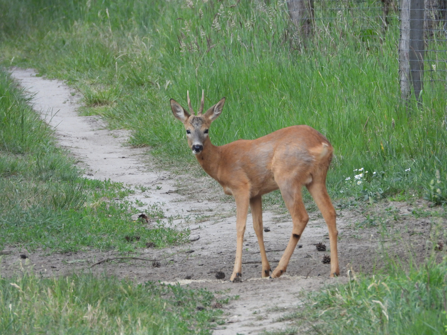 Rehbock