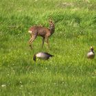 Rehbock als Gänsejunge 