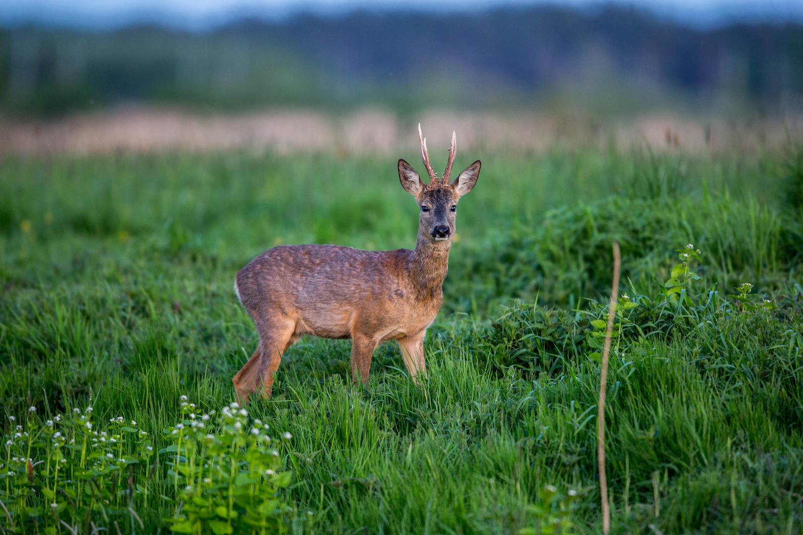 Rehbock am Abend