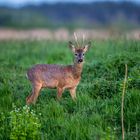 Rehbock am Abend