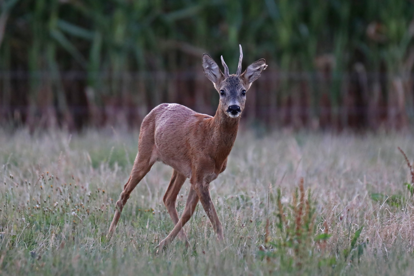 Rehbock am Abend