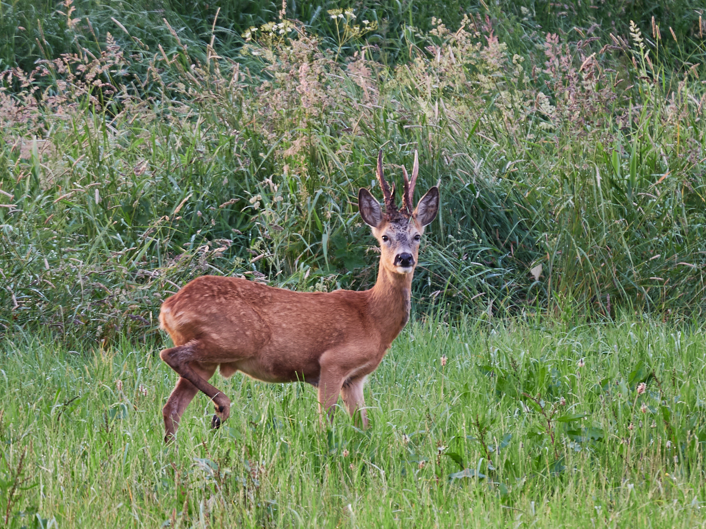 Rehbock am Abend