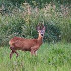 Rehbock am Abend