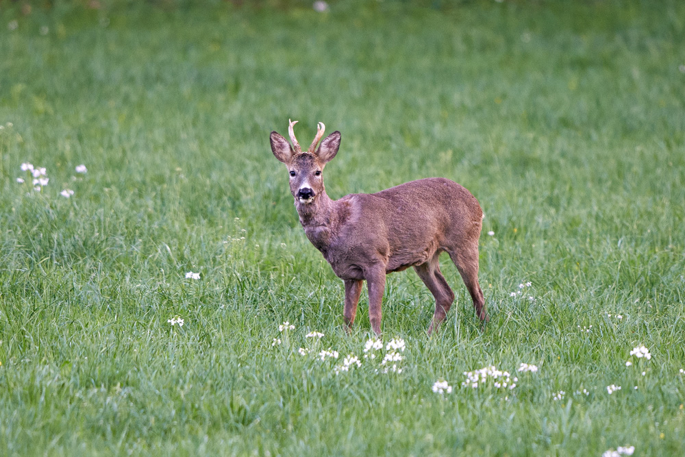 Rehbock am Abend