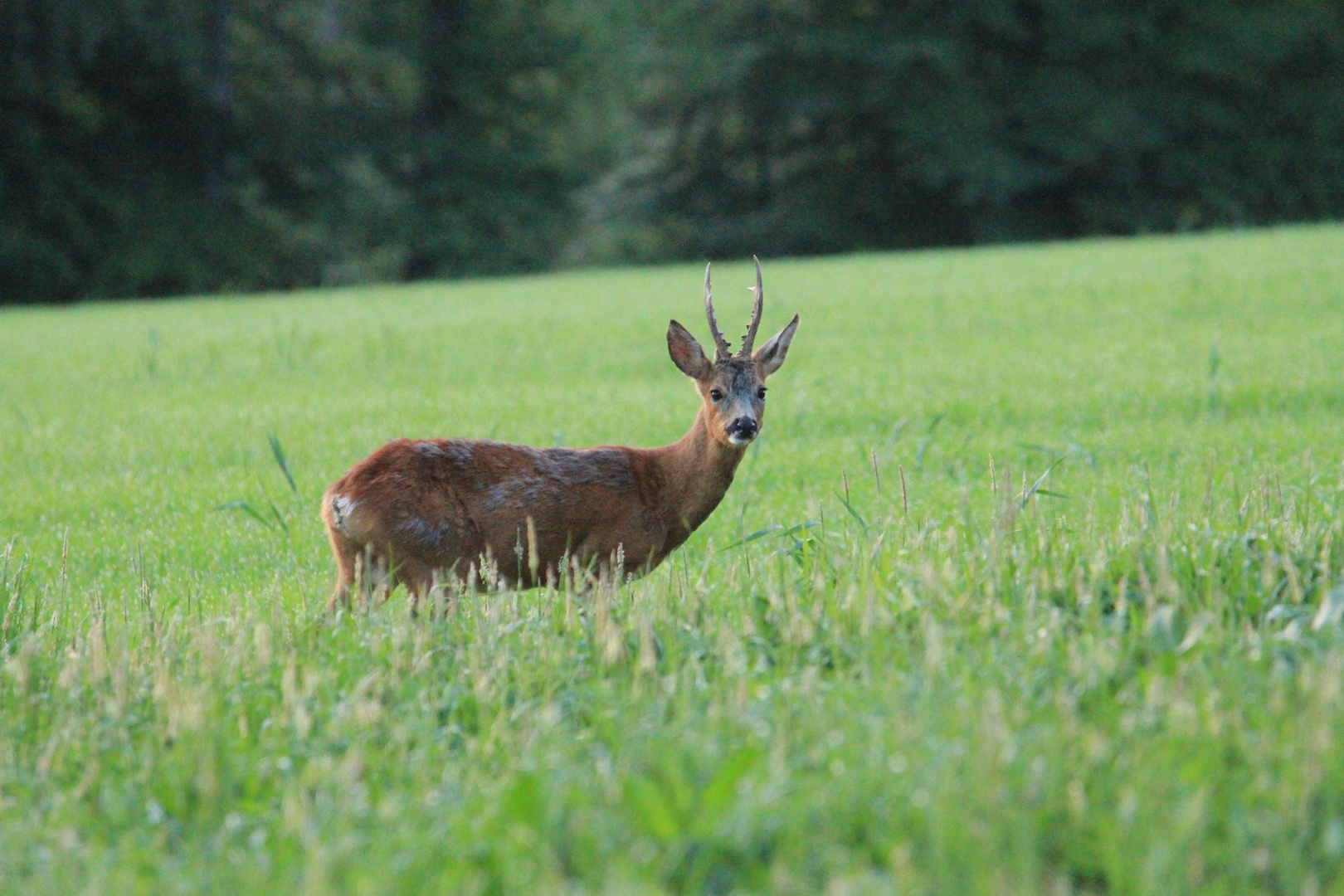 Rehbock am frühen Morgen